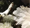 Plumes d'autruche colorées de 20 à 22 pouces (50 à 55 cm) pour la pièce maîtresse de mariage décor d'événement de fête de mariage décoration festive Z134