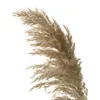 10 stks Kerst decor bloem bos natuurlijke gedroogde riet pampas Gras ruwe kleur phragmites communisg T2001038845450