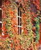 Big Sale ! 200 Pcs / Bag Seeds Bonsai Exotic Boston Ivy Green Courtyard Climbing Outdoor Creepers Green Ivy Flower Plants For Home & Garden