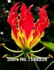 Couronnes de fleurs décoratives 50PCS Fresh Real Gloriosa Superba S - Lily Flower (Jia-lan)1