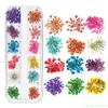 2017 Новые 12 цветов 3D настоящие высушенные цветы декор для ультрафиолетового геля декор для ногтей.