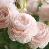 Fiori di seta peonia artificiale vintage 1 ramo 3 teste bouquet di rose decorazione di nozze per feste in giardino