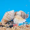 Conch shells starfish coral reefs small yellow rice snail shell seascape natural micro landscape ornaments
