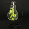 Bulb Form Glas Vase Micro Landscape Eco Flaska med hållare