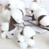 21 inch Naturally Dried Cotton Stems Artificial flower Farmhouse Sty Home Decor Bouquet Vase Holiday party Literary Simple H0119909691