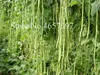 50 pc / sacchetto semi cinese lungo fagioli Vigna unguiculata piante lungo Podded Cowpea Tasty Snake Bean Orto lungo Bean Planta