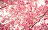 Fototapeten, warmes und romantisches Kirschblüten-TV-Hintergrund-Wanddekorationsgemälde
