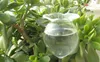 Självvattnande jordklot handblåst mini glas automatiska växtvattenlökar blommor dekorativ design, uppsättning av 2st