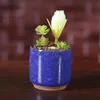 Ice Cracked Ceramic Flower Pot Colorful Cute Flowerpot For Desktop Decoration Meaty Potted Plants Planters