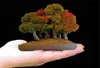 Grande promozione !!! Mini Bonsai Flame Maple Tree Canada, confezione da 20 pezzi, bellissimo albero Piante canadese in fiamme colorate Piante di acero