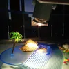 255075W UVAUVB 30 lampe Reptile ampoule tortue se prélasser UV ampoules lampe chauffante amphibiens lézards régulateur de température 3074313