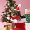 Merry Christmas Pet Hats Puppy Santa Hat Scarf Set Kitty Winter Warm Neckchief Small Pets Chritsmas Costume Set