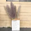 20st Lot Color Dried Plants Pampas Grass Natural Phragmites Communis Decoration for Home Wedding Flower Bunch 56-60cm Tall1281m