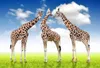 Foto personalizzata di qualsiasi dimensione Giraffe 3D sfondo muro murale carta da parati 3d carte da parati 3d per sfondo tv