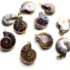 Toptan 10 ADET Doğal Ammonit Kolye Fosil Charm Gümüş Kaplama Kefalet Ile, Fosil Kolye Charms Moda Takı Popüler Basit Stil