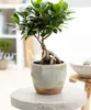 Dekoracje ogrodowe! 100 sztuk / worek nasiona Ficus Lyrata Bonsai Drzewo, Kwiat Doniczkowy Balkon Banyan Leaf Garden Rośliny, Antiromiation, Oczyść powietrze