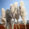 La nouvelle fleur séchée 20pcs / lot phragmites entières herbe de pampa décorative séchée naturelle pour la décoration de mariage à la maison bouquet de fleurs242v5114329