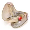 DIY NEU AKOYA hohe Qualität billige Liebe Süßwasserschale Perle Auster 6-7mm rot grau hellblau Perlleiter mit Vakuumverpackung A-0050