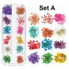 NA054 12 Colors Dried Flowers Nail Art Decorations 3d Natural Daisy Gypsophila Preserved dry flower DIY nail Stickers Manicure Decor Decal