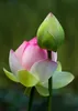 5 ПК Семена Смешанная миска лотос цветочный аквариум вода лилия Акварионы Растение бассейн Цветок бонсай для садового декора 99% прорастания 332S