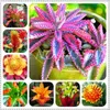 bromelia