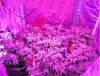 Lámpara de planta 300W lámpara de crecimiento nueva luz de relleno led plantación de vegetales lámpara de planta de flores luz de relleno de invernadero