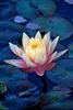 5 ПК Семена Смешанная миска лотос цветочный аквариум вода лилия Акварионы Растение бассейн Цветок бонсай для садового декора 99% прорастания 332S