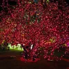 10M x 3M 1000 led LED 커튼 라이트 장식 크리스마스 요정 축제 웨딩 스테이지 라이트 램프 전구 10 * 3M String Strip Rope Lights String