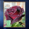 diamond painting roses