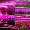 5 M / 16.4ft Strip LED Grow Lights Bar Flexibele Zachte Strips Licht DC12V voor indoor planten Garden Greenhouse Hydroponic System Kit