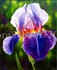 200 PCS Bages Seeds Rare Mix Iris Bonsai Orchids Plants Indoor Plants Beautiful Outdoor Home Garden Parting Potted Flower Plant291K