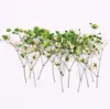 120 Stück gepresste getrocknete Blumen Gypsophila paniculata für Epoxidharz-Schmuckherstellung, Postkartenrahmen, Handyhülle, Basteln, DIY3173588