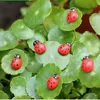 Mini Beeldjes Hippocampus Starfish Ladybug Slak Owl Tortoise Dogs Micro Landschap Hars Craft Poppenhuis Fairy Tuin Ornamenten Decoratie