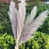 20 Pz / lotto Colore Piante Secche Pampas Erba Naturale Phragmites communis Decorazione per la Casa Matrimonio Mazzo di Fiori 56-60 cm di Altezza1320o