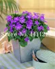 200 stks Bellflower Flower, Perennial Flowers Bonsai plant zaden, zeldzame campanula bloem, indoor bonsai planten verse lucht huis tuin decoratie