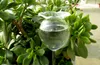 Auto Watering Globes soffiato Mini Vetro automatico pianta Waterer Bulbi Flower Design decorativo, Set di 2pcs
