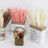 15pcs naturalny suszony mały pampas trawa phragmites Wedding Flower Bunch 40 do 68 cm wysokości dla El Home Decor17562786