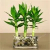 Big 30pcs of Lucky Bamboo Plantes Bonsai Bonne chance Plantes Vitality Tenace Balcon Living Room Home Garden Bonsai263J