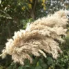 20 Pz Naturale Essiccato Pampas Erba Phragmites Communis Reed Piante Matrimonio Fiore Mazzo Home Decor Fai Da Te Fiori Secchi Pampas Erba