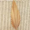 Palm Fan Leaf Dried Flower Natural Dried Palm Leaf Fan Plant DIY Party Art Wall Hanging Wedding Decor5135540