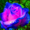 Regenboog Rose 200 stks zaden gemengde kleur callistephus bloem bonsai vaste plant roze plant voor thuis tuin pot