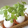 Creatieve DIY Mini Lucky Ei Potplant Office Desktop Home Decor