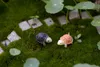 Decorazione in miniatura 2 pezzi Artigianato in cartone animato Ornamento di tartaruga da giardino Decorazione in resina Figurine di terrario Micro paesaggio