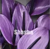 300 stücke Seltene Anthurium Blume Pflanzen Samen innen Bonsai Balkon Topfpflanze Anthurium Blume Flores für DIY Hausgarten Einfach zu wachsen