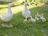 Duck Furniture Wholesale Garden Decorations Courtyard Decoration Poultry Model Sculpture Resin Craft Farmer