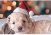 크리스마스 애완 동물 고양이 개 개 산타 클로스 모자 크리스마스 크리스마스 크리스마스 새해 봉제 캡 파티 홈 장식 공급 겨울 따뜻한 7782821