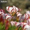 200 Pcs Seeds Rare Bonsai Oxalis Flower Red White Rotary Indoor Oxalis World's Rare Flowers For Garden Home Flowers Pot Planting