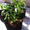 Plantering väska grossist, icke-vävda tygkrukor växtpåsar rotbehållare blomma grönsak växande krukor trädgård plantor hem c183