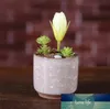 Etli Bahçe Bitkileri Pot Mini Başparmak Masası Ofis Saksı Saksı Seramik Yüksek Kalite