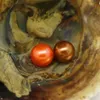 Ostriche di perle d'amore all'ingrosso 6-7mm perle d'acqua dolce rotonde di vari colori in ostriche fresche con confezionamento sottovuoto